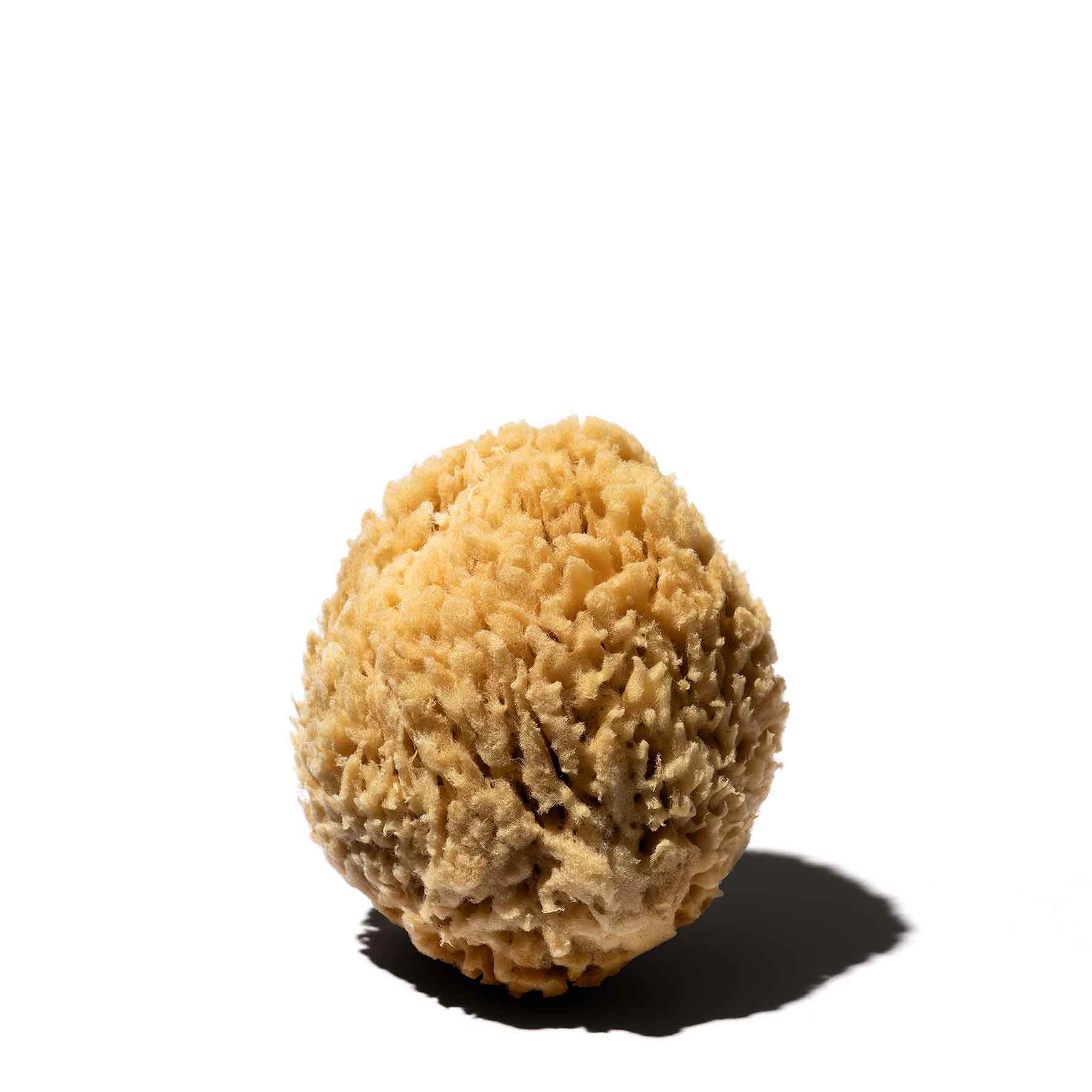 海綿スポンジ - カデット