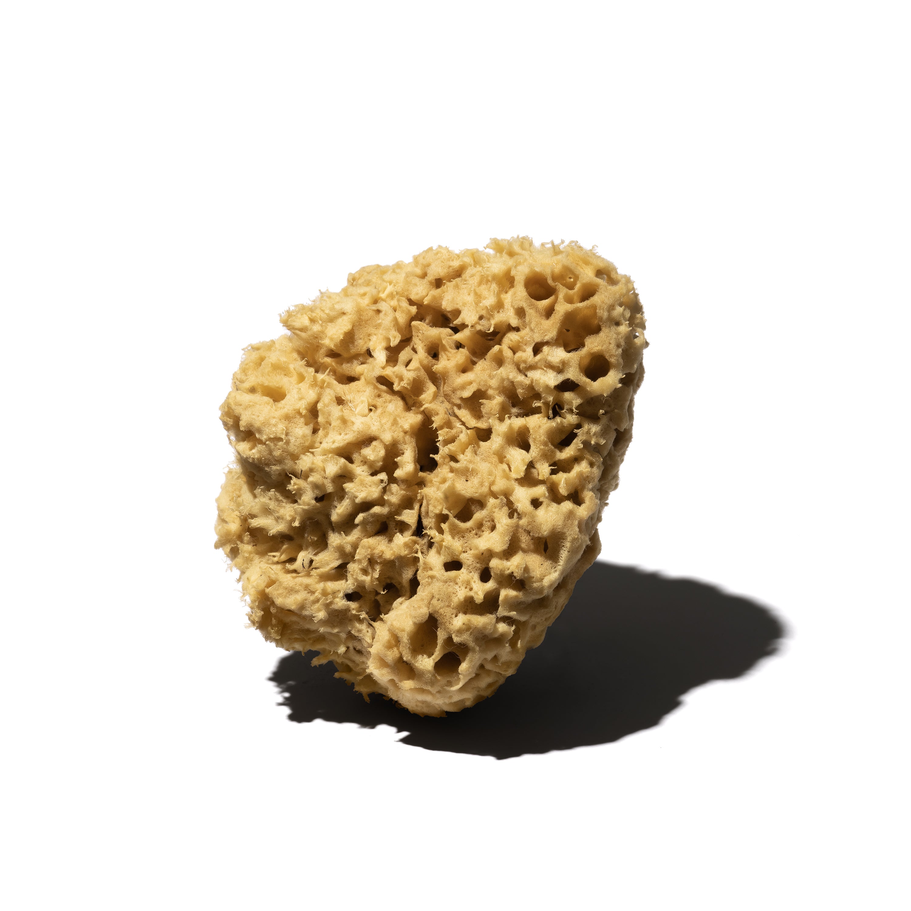 海綿スポンジ - オールド