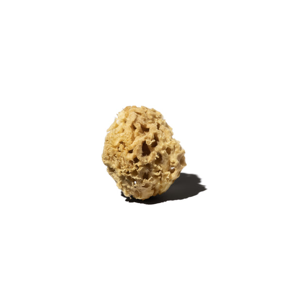 10387_eponge-naturelle_moyen-